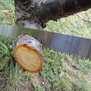 เลื่อยตัดกิ่งไม้ใบตายติดกัน ขนาด 12 นิ้ว สำหรับตัดแต่งต้นไม้ผลไม้ ผลิตในไต้หวัน รุ่น AS 031 - Product Image 1