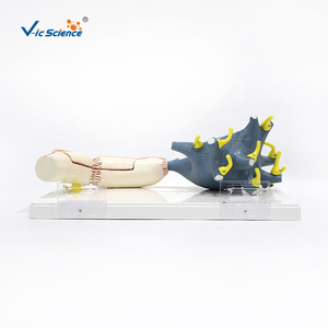 Modelo de ampliación de neurón VIC4261, modelo de ampliación médica, modelo anatómico del sistema nervioso humano - Product Image 1