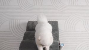 Pet Stairs <b>Dog</b> Stairs Step Small <b>Dog</b> Bedside <b>Sofa</b> Stairs Ladder Climbing Ladder Elevating Ramp Slope Non Slip - Product Image 5