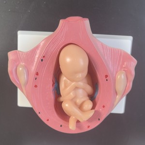 Mô hình phát triển phôi thai trước khi sinh-Quá trình tăng trưởng của thai nhi & công cụ nghiên cứu y học cho giáo dục sớm - Product Image 3