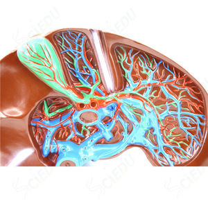 Scienza medica soggetto modello di fegato modello anatomico di fegato modello di malattia <span class=keywords><strong>del</strong></span> fegato umano - Product Image 2