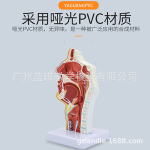 Secciones patológicas de la cavidad nasal, faringe, orofaringe, laringo-faringe, cavidad nasal y cavidad oral; modelo anatómico - Product Image 4