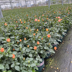 Rose Chinensis, rosier à fleurs, variétés mélangées, différentes tailles, plantes <span class=keywords><strong>vivaces</strong></span>, aménagement paysager, rosier ornemental en pot, bonsai - Product Image 3