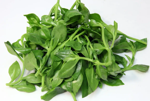 Заводская поставка, высококачественный <span class=keywords><strong>100</strong></span>% чистый натуральный порошок андрографов в наличии, экстракт андрографов - Product Image 5