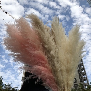 V-1378 <span class=keywords><strong>Erba</strong></span> <span class=keywords><strong>della</strong></span> <span class=keywords><strong>Pampa</strong></span> Naturale Essiccata, Grande Canna Decorativa per Interni, Vendita all'Ingrosso - Product Image 6