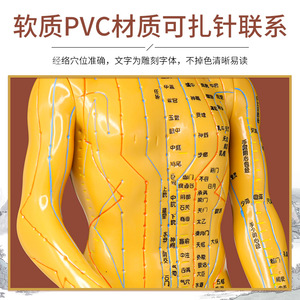 หุยอี้คัง โมเดลเส้นลมปราณชาย ขนาด 50 ซม. ทำจาก PVC รูปแบบจุดฝังเข็ม อุปกรณ์ฝึกอบรมการแพทย์แผนจีน - Product Image 3