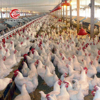 Abreuvoir automatique pour poulets de chair/équipement de ligne d'alimentation en plastique pour l'élevage de volailles, nouveauté 10000