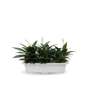 Wholesale Modern <b>Plastic</b> <b>Serving</b> <b>Tray</b> for Elegant Home Decor and Tabletop Organization Cheap price - Product Image 1