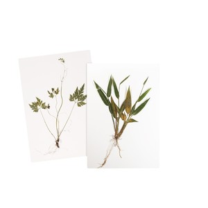 Chinese herbal specimens for study, including frameless, simply bound editions of herbarium <b>leaves</b>, which can be framed by the - Product Image 1