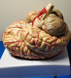Modello di cervello staccabile con arteria cerebrale modello anatomico di vendita a caldo del cervello umano - Product Image 5