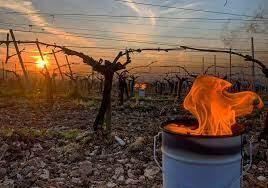 Velas anticongelantes para jardín de frutas al aire libre para Huerta contra heladas de primavera Francia Italia España Alemania - Product Image 6