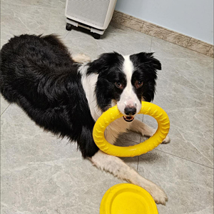 Anneau de dressage pour chien, jouet flottant pour l'entraînement en extérieur et disque volant, outil de jeu interactif pour chiens de petite, moyenne et grande taille - Product Image 5