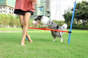 Pet seguro Barra de salto agilidad dispositivo equipo de entrenamiento perro obstáculo perro agilidad equipo - Product Image 2