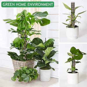 Nuevo Poste de soporte para plantas trepadoras apilable, enredaderas para plantas de interior, palos de musgo, poste de musgo de plástico duradero para macetas - Product Image 5