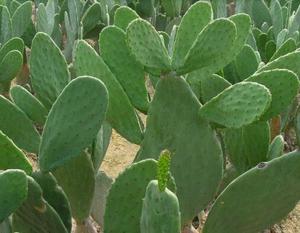 Hot bán cây xương rồng chiết xuất opuntia ficus-indica chiết xuất - Product Image 2