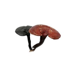 Integratore a base di erbe per la fornitura di funghi organici di Reishi interi GANOHERB per il sistema immunitario Boost - Product Image 3