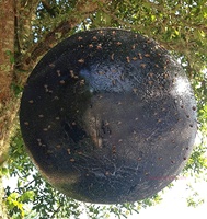 Dispositif anti-insectes écologique en plastique Trapall, à suspendre en extérieur, sûr pour les enfants et les animaux domestiques, avec colle adhésive et boule anti-insectes