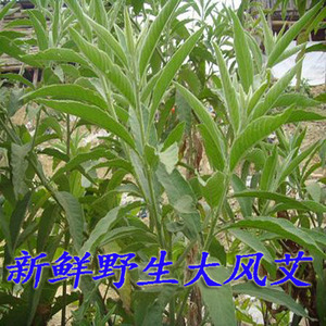 1KG d'herbe sauvage Ngai Camphor Sambong, tiges, feuilles et coupes fraîches, brutes et naturelles de Blumea Balsamifera, thé minceur en vrac - Product Image 3