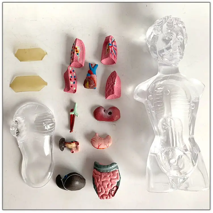 교육 장난감 해부학 의학 18cm 투명한 여성 교육은 인간의 몸통 모델을 설명합니다.