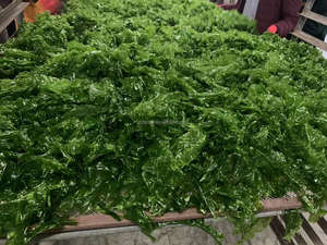 Aonori Ulva Lactuca <span class=keywords><strong>Aosa</strong></span> seca - Product Image 5