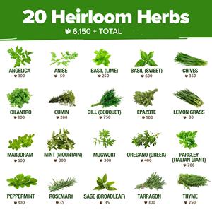 Kit <span class=keywords><strong>de</strong></span> paquete <span class=keywords><strong>de</strong></span> <span class=keywords><strong>semillas</strong></span> <span class=keywords><strong>de</strong></span> hierbas culinarias sin OGM Heirloom, paquete <span class=keywords><strong>de</strong></span> variedad <span class=keywords><strong>de</strong></span> jardín interior <span class=keywords><strong>y</strong></span> exterior, albahaca, <span class=keywords><strong>cilantro</strong></span>, <span class=keywords><strong>perejil</strong></span>, cebollino, flor artificial - Product Image 4
