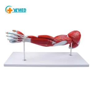 Anatomical model of human upper arm muscle structure: motor nervous system, neurovascular arteries and veins