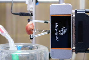 Anpassbare Flexible MEA für Kardiologische Elektrophysiologie-Studien <span class=keywords><strong>in</strong></span> Kleinen und Großen Tiermodellen - Product Image 4