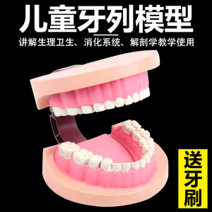 แบบจำลองฟันเด็ก J39052 อุปกรณ์ทดลองวิทยาศาสตร์ระดับประถมศึกษา เครื่องมือชีววิทยาระดับมัธยมศึกษา การสอน - Product Image 4