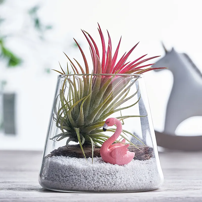 Desktop Plant Terrarium Jar Pflanzen vermehrung Pflanzer Wassers tation Pflanzen Glasvase