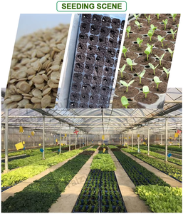 Semoir de plateau de pépinière haute efficacité, très demandé, avec une capacité de 500-600 plateaux/heure et une précision de semis de 95-98% - Product Image 2