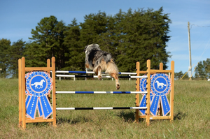 Juguete <span class=keywords><strong>de</strong></span> Salto para Niños con Cinta Azul Personalizada, Obstáculo <span class=keywords><strong>de</strong></span> <span class=keywords><strong>Madera</strong></span> <span class=keywords><strong>de</strong></span> Altura Ajustable para Caballito <span class=keywords><strong>de</strong></span> Juguete, Niños y Mascotas - Product Image 4