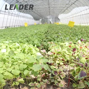 2023热销温室供应商8X30镀锌管温室番茄种植农业温室