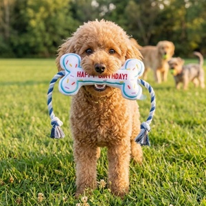 Nouveauté 2026 : Jouet à mâcher pour chien Chroma en forme d'os, résistant à l'usure, pour le soulagement des dents et l'entraînement, avec nœud en corde - Product Image 5