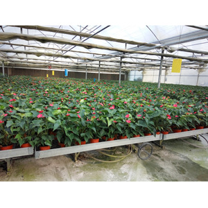 Large ABS Hydroponic Ebb Flow Rolling Benches 3x6 <strong>4x6</strong> 4x8 4x24 <strong>Greenhouse</strong> Grow Table for Nursery Green Plastic <strong>Greenhouse</strong> - Product Image 4