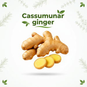 Natural <b>Fresh</b> Cassumunar <b>Ginger</b> Rhizome for Herbal Processing Food Manufacturing and Wholesale Distribution - Product Image 1