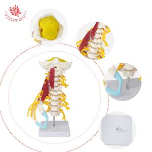 Model tulang belakang serviks manusia FRT040 dengan otot, syaraf, corong, pengajaran obat tulang belakang, dan Model tulang yang dapat dilepas - Product Image 4