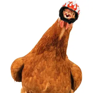 Nuovi prodotti creativi per animali domestici protezione casco pollo piccolo cappello gallina copricapo per uccelli spot diretto in fabbrica