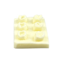 YOUYA DENTAL MX-102 Modelo Anatómico de Resina para Prácticas de Relleno Dental e Implantes, Precio de Fábrica, para Enseñanza y Exámenes en Consultorios Dentales