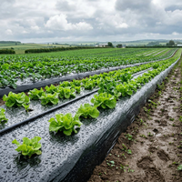PE plastic mulchfolie met snijservice voor landbouw, aardbeien, aardappelen en groenten