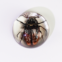 Matériel scolaire : Taxidermie d'insectes réels personnalisable en résine transparente, aides pédagogiques pour l'observation des insectes, spécimens de coléoptères colorés