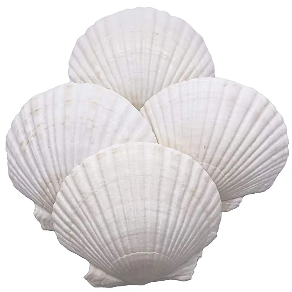 ホタテ貝殻DIYクラフトマーメイドビーチウェディングホームデコレーション用ホワイトナチュラル貝殻