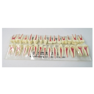 Dentaire Deux fois Pulp Anatomique Dents Modèle d'étude Anatomie Endo Dents Modèle - Product Image 5