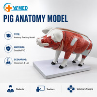 Modèle d'anatomie porcine détachable en 18 parties, modèle d'anatomie vétérinaire simulé, enseignement des sciences animales pour les écoles vétérinaires, CE/ISO