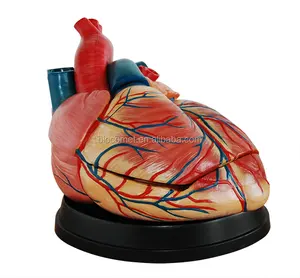 Model hati manusia Jumbo, model vaskuler hati manusia tiup raksasa gaya baru
