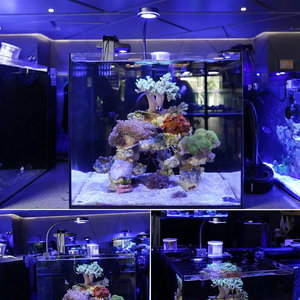 Mini éclairage marin à LED pour <span class=keywords><strong>Aquarium</strong></span>, Version pour réservoir d'<span class=keywords><strong>algues</strong></span> d'eau salée - Product Image 4