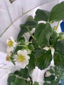 Chất lượng cao hydroponics màu xanh lá cây hệ thống nhà kính dâu tây hỗ trợ cà chua phát triển <span class=keywords><strong>container</strong></span> phát triển thiết bị - Product Image 4