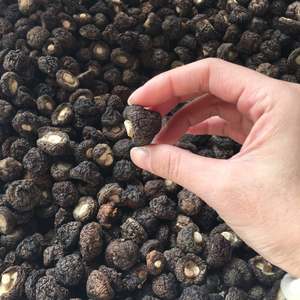 Champignons Shiitake bruts cultivés en vrac, <span class=keywords><strong>de</strong></span> qualité supérieure, 1,5-2 cm, petits, pour l'hiver - Product Image 4