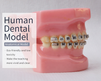 28 pièces de modèles d'appareils orthodontiques demi-métalliques et demi-céramiques pour l'entraînement en orthodontie des étudiants en dentisterie et la démonstration en laboratoire CE ROHS ISO