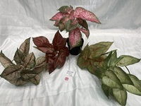 Plante artificielle en pot Caladium Taro rose et verte en PE, décoration de Pâques pour la maison, le bureau, la salle de bain, la chambre à coucher