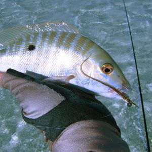 Top Right FY101 mouche d'eau salée, pêche mouches banderole saumon rayé <span class=keywords><strong>brochet</strong></span> truite Simulation mouches <span class=keywords><strong>leurre</strong></span> - Product Image 5